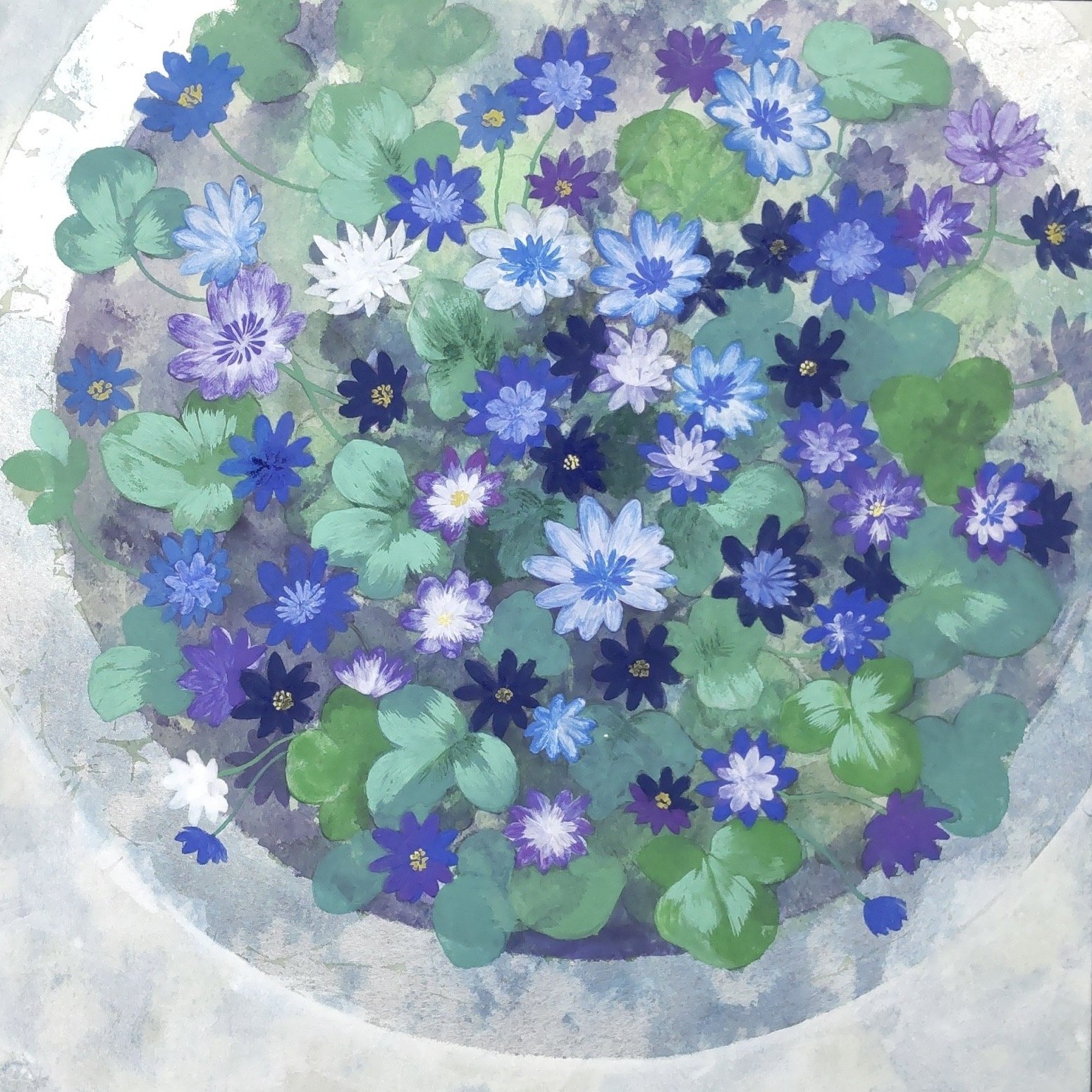 雪割草